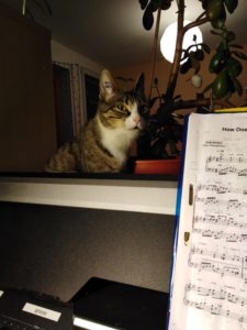 Katze sitzt hinter dem Klavier